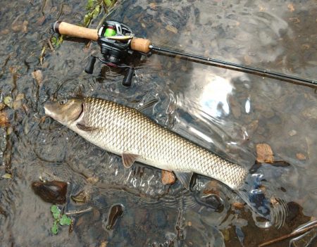 琵琶湖流入河川で釣りまくる